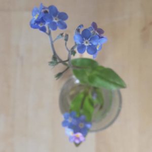 ©duventdansmesvalises - myosotis forget me not