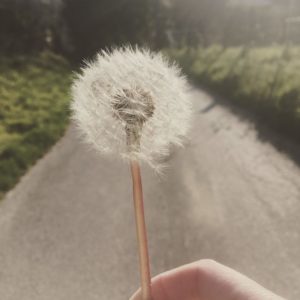 ©duventdansmesvalises-le premier pissenlit
