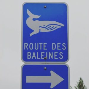 ©duventdansmesvalises - les baleines