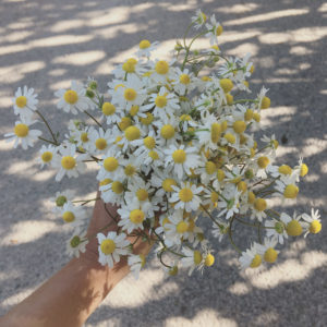 ©duventdansmesvalises - cueillette de fleurs de camomille sauvage