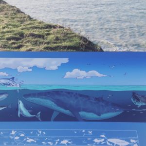 ©duventdansmesvalises - les baleines