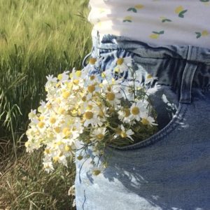 ©duventdansmesvalises - cueillette de fleurs de camomille sauvage
