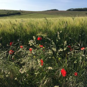 ©duventdansmesvalises - soleil couchant sur champ de coquelicot