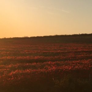 ©duventdansmesvalises - soleil couchant sur champ de coquelicot
