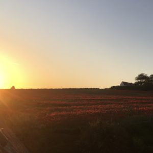 ©duventdansmesvalises - soleil couchant sur champ de coquelicot