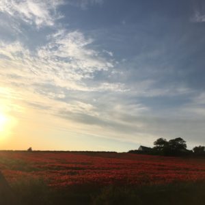 ©duventdansmesvalises - hervelinghen champ de coquelicot sur la côte d'opale