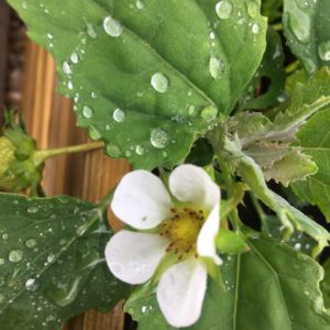 ©duventdans mes valises - pluie d'été
