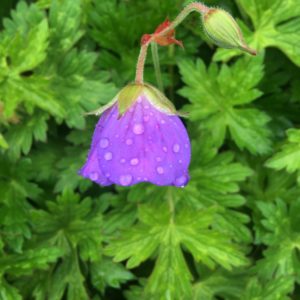 ©duventdans mes valises - pluie d'été