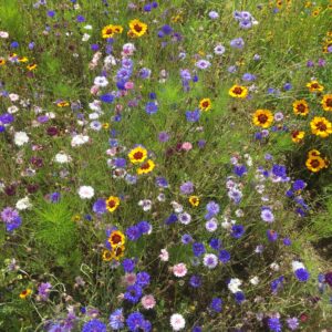 ©duventdansmesvalises - fête de la nature sur la côte d'opale fleurs des champs