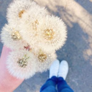 les fleurs du vent, ces jolies aigrettes de pissenlits - ©duventdansmesvalises