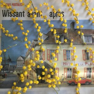 Faire-secher-du-mimosa-du-vent-dans-mes-valises