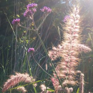 graminées au soleil - du vent dans mes valises