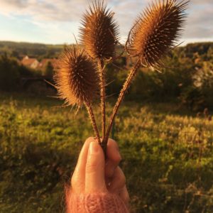 cueillette frugale de fleurs de cardère séchées sur la Côte d'Opale Grand Site de France ©duventdansmesvalises