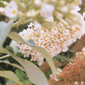 arbre-a-papillons-couleur-vanille-caramel-du-vent-dans-mes-valises