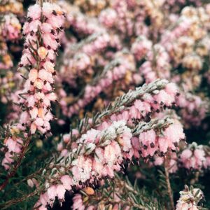 mignonne-allons-voir-si-demain-lhiver.-Poesie-des-jours-givres.-©duventdansmesvalises1