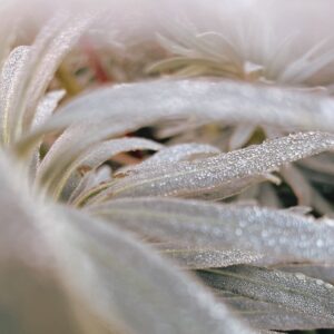 mignonne-allons-voir-si-demain-lhiver.-Poesie-des-jours-givres.-©duventdansmesvalises3