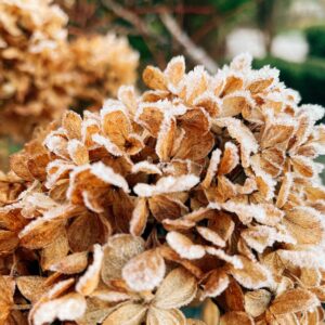mignonne-allons-voir-si-demain-lhiver.-Poesie-des-jours-givres.-©duventdansmesvalises4