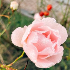 rose-givree-requiem-pour-lhiver-saison-en-voie-de-disparition-©duventdansmesvalises